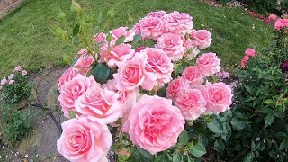 Розы флорибунда. Poesie (Поэзия)