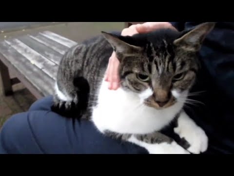 [野良猫]膝の上で嬉しそうに寛ぐキジ白猫が可愛すぎる！[straycat]The cat happily relaxing on its lap is cute!