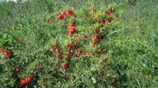 Eat The Weeds: Video 127: The Christmasberry, Wolfberry