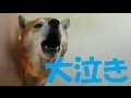 飼い主の帰宅に大泣きの柴犬まめ 3連発