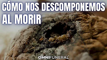 ¿Qué órganos se extraen tras la muerte?