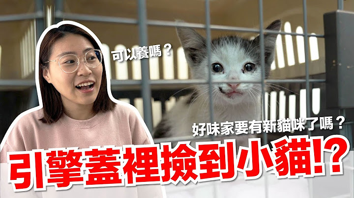 【好味小姐】引擎蓋裡撿到小貓！？好味家要有新貓咪了嗎？｜好味貓日常EP131