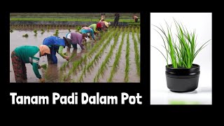 (TADILAMPOT) Tanam Padi Dalam Pot