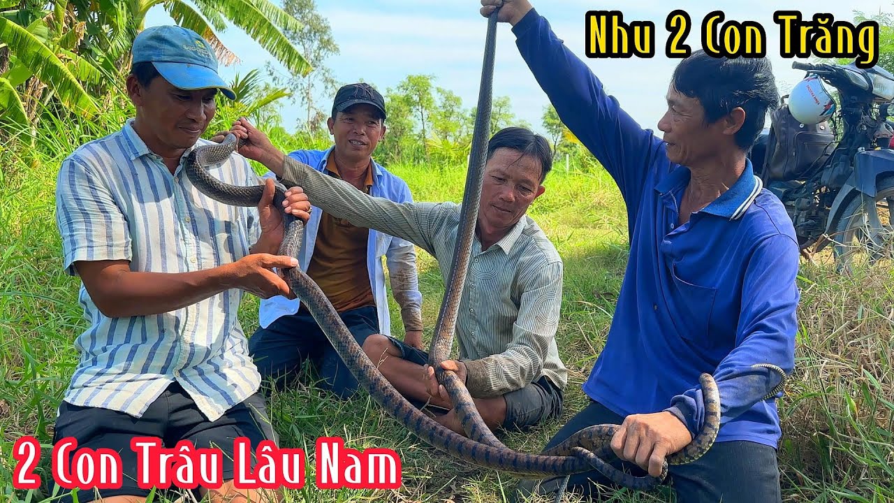 Kỉ Lục 2 Con Rắn Hổ Khủng Lồ To Như 2 Con Trăng | Mười Thương SB