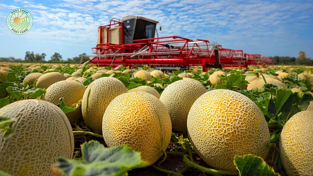 Как японские фермеры собирают дорогие дыни – Удивительное японское дыневодство