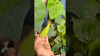 First Tauri garden ki 😁 #plants #tauri #garden #ytshorts #organicgardening