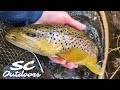 Early spring wild brown trout  pennsylvania fly fishing