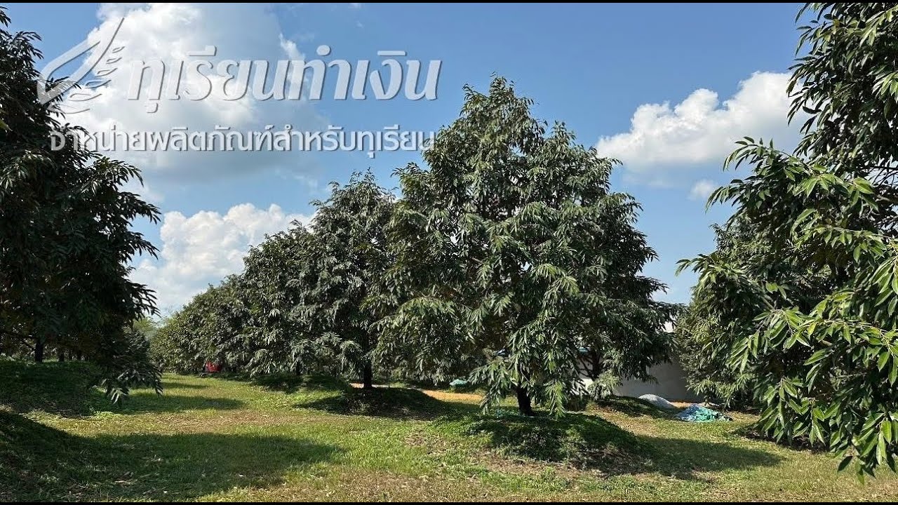 ดอกบานใบเดิน ลูกเล็กใบมา/ หางแย้ขาว ฝนนกระแทก/ หางแย้ไหม้ ฝนกระหน่ำ ใครจะอยู่หรือใครจะไป❗️