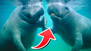 Do Manatees Mate For Life? | Wild World Official1