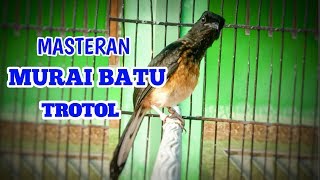 Masteran Murai Batu Trotolan | Masteran Murai Batu 2020 Terbaik