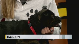 Furry Friends: Meet Jackson