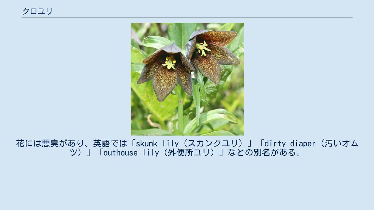 クロユリ Youtube クロユリ Youtube