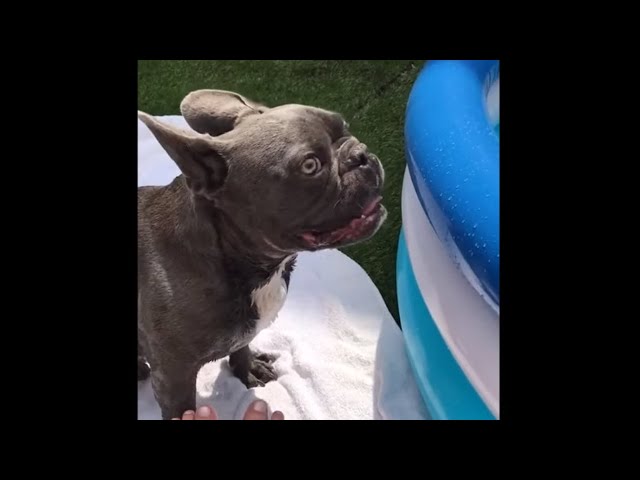 French Bulldog loses his mind over brand new pool