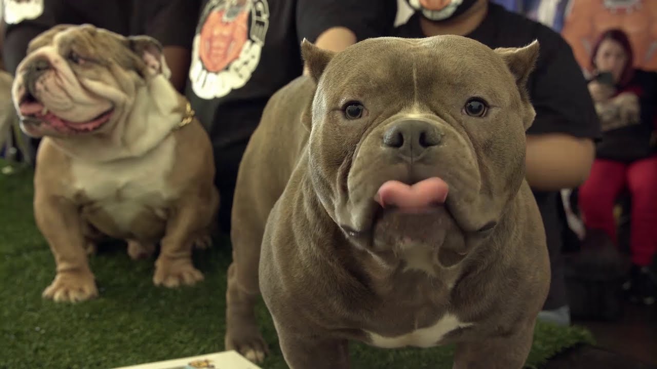 ABR Bully Jamboree Show Dallas TX 2020 (vendors)