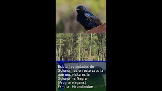 Celebrity Migración de Golondrinas | Reconocimiento de aves nativas Profile