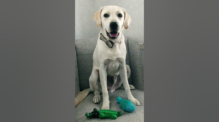 In memoriam of Mayhem's balls #labrador #furterrorist #spayandneuter