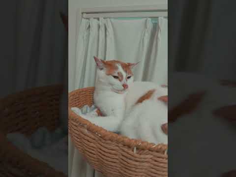 パパに甘える気分だった猫が可愛すぎる #shorts