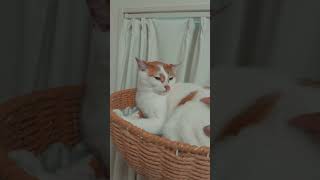パパに甘える気分だった猫が可愛すぎる #shorts