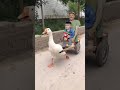 البطة البطة البطة Duck Duck 