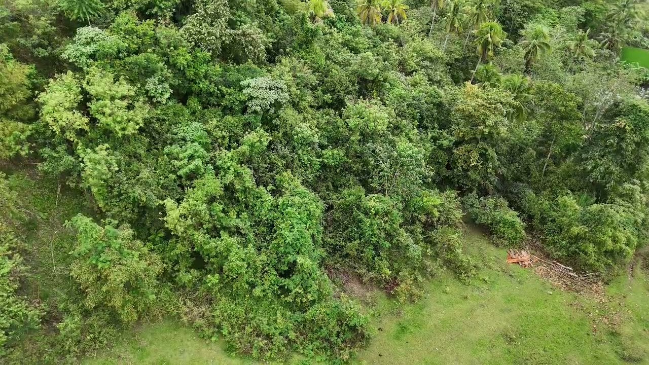 4 hectares title for sale in Dagohoy Bohol Philippines 4.5m negotiable