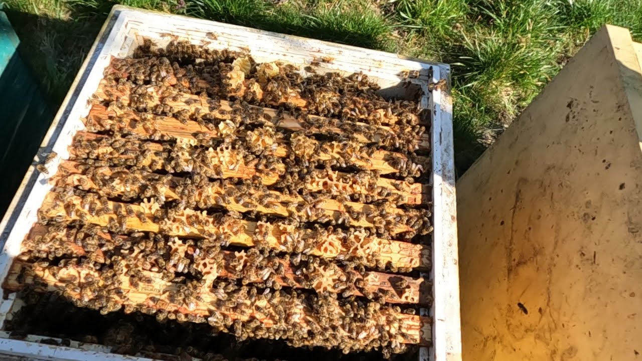 Poszerzanie rodni o susz i węze.