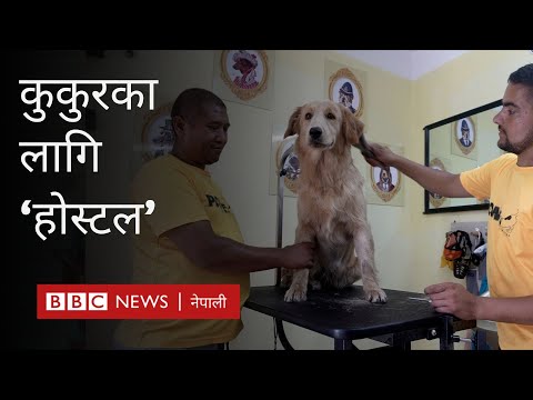 Dog hostel Kathmandu: घरपालुवा कुकुरको रेखदेख गर्ने ‘डग होस्टल’
