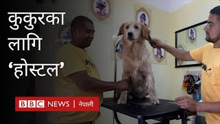 Dog hostel Kathmandu: घरपालुवा कुकुरको रेखदेख गर्ने ‘डग होस्टल’