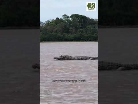 Qual a diferença entre jacarés e crocodilos? Descubra no canal +QANIMAL! #vidaselvagem #mundoanimal