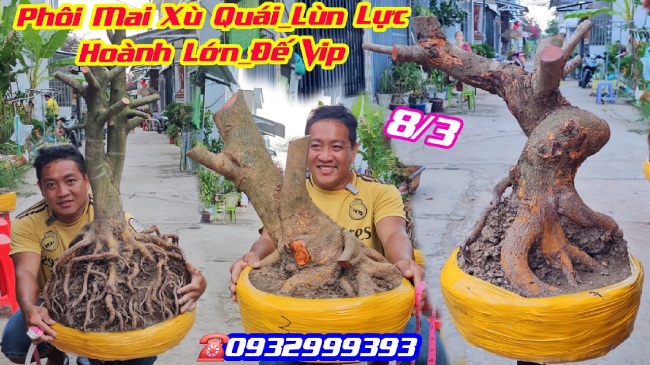 #Trạng_0932999393, Chào Bán 8/3, Phôi Mai Vàng Dáng Thú Quái Đẹp, Xù, Lùn Lực, hoành 59cm/  Cần Thơ