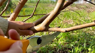 The true pruning method that no one knows