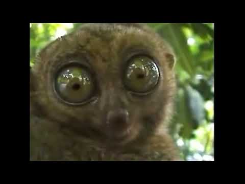 Dramatic Lemur Meme