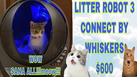 LITTER ROBOT-3 CONNECT 2021 SELF CLEANING BOX | MY CATS LOVE IT #shorts #litter #catvideos