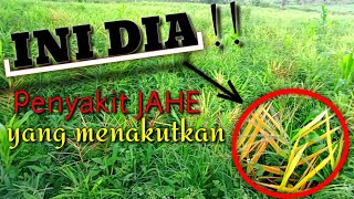 This Is How a Devastating and Terrifying Ginger Bacterial Wilt Attack Looks😱 and Here's How to Pr...