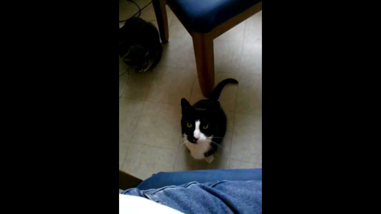 My cat always asks to be petted YouTube