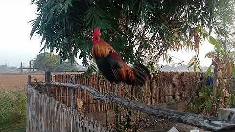 8 (11) qaib dib tuaj zoo heev nawb tu no na2025