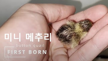 Button Quail (King Quail)💕🐤 Eggs Hatching and Assisted Chick Birth 🥚🐣🐥🐤 미니 메추리 🐣 아기병아리가 알을 깨고 나오는 장면
