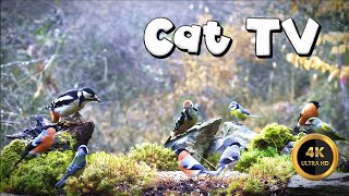 Cat TV for Cats to Watch 🐈 - FOREST SECRETS 🐦‍⬛ (4K) by Birdies Buddies 2,939 views 1 month ago 8 hours, 8 minutes