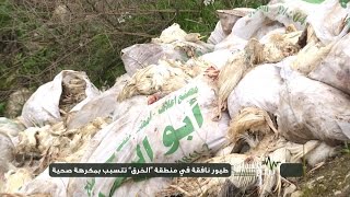 نبض الشارع - طيور نافقة في منطقة " الخرق " تتسبب بمكرهة صحية