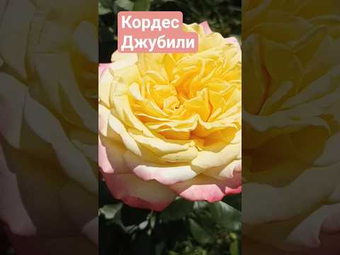 Роскошная роза Кордес Джубили Сад Урал розы цветы
