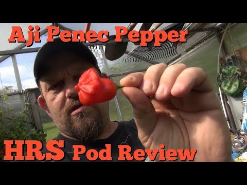 Video: Aji Panca Chili Pepper Care: Savjeti za uzgoj Aji Pancas u vrtu