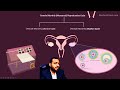 Female Menstrual Cycle - Part1: Overview