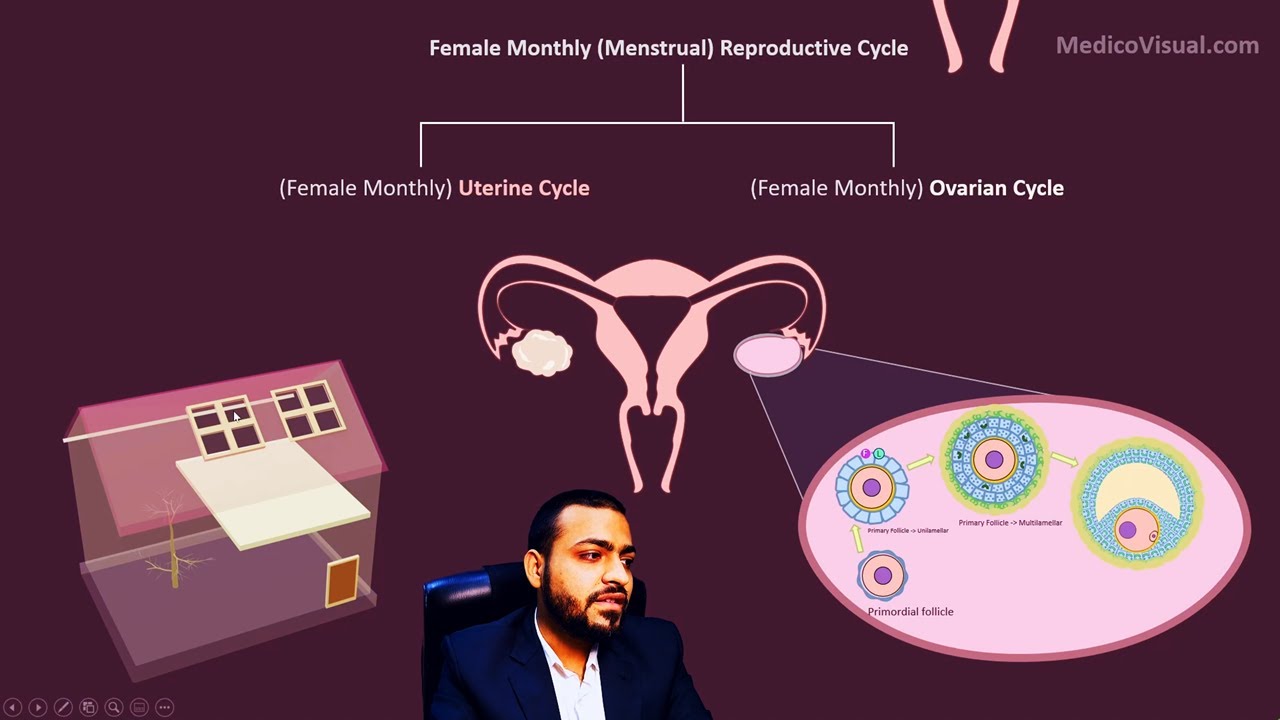 Female Menstrual Cycle - Part1: Overview - YouTube