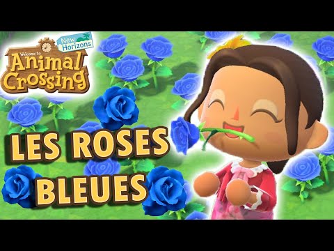 Vidéo: Comment Faire Pousser Une Rose Bleue