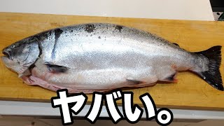 幻のサクラマス【板マス】がきまぐれクックの手に。