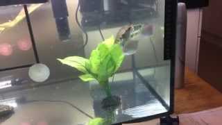 Turtle failing to catch lunch