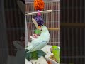 Adorable parrotlet plays with toy #birds #bird #parrot #parrots #parrotlets