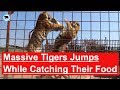 Massive Tigers Jumps While Catching Their Food