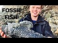 Fossil Fish! Fossil Hunting For Fish And Ammonites