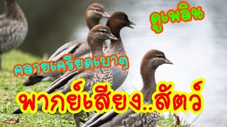 คลิปตลกๆขำๆฮาๆ!!สัตว์เลี้ยง สัตว์โลก(พากย์เสียง)  Funny animal voiceovers