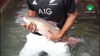 PROJEK IKAN KELAH USAHAWAN RISDA